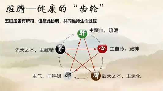 五脏六腑基础知识