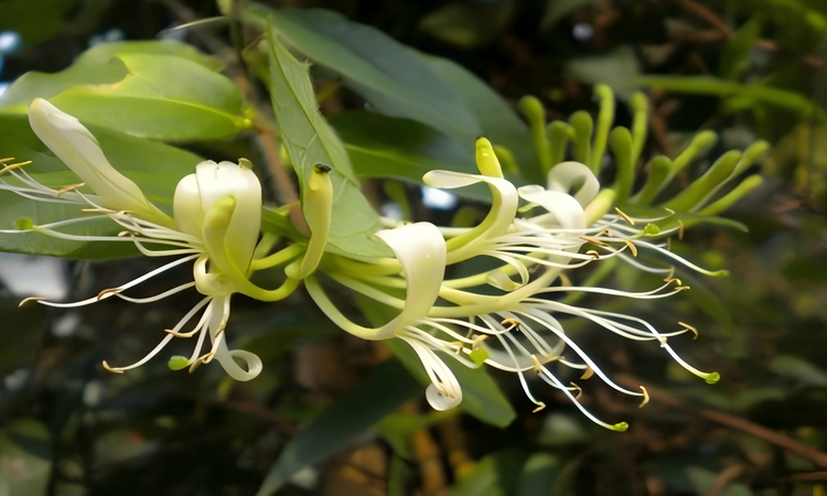 清热解毒特殊类Heat-clearing and detoxifying special category