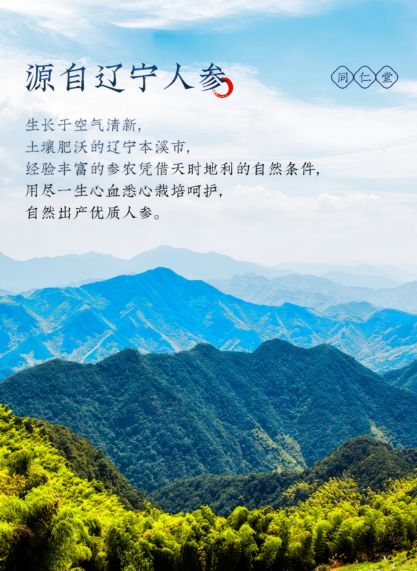人参片50克 皂苷厚片 白参切片 泡水泡酒煲汤