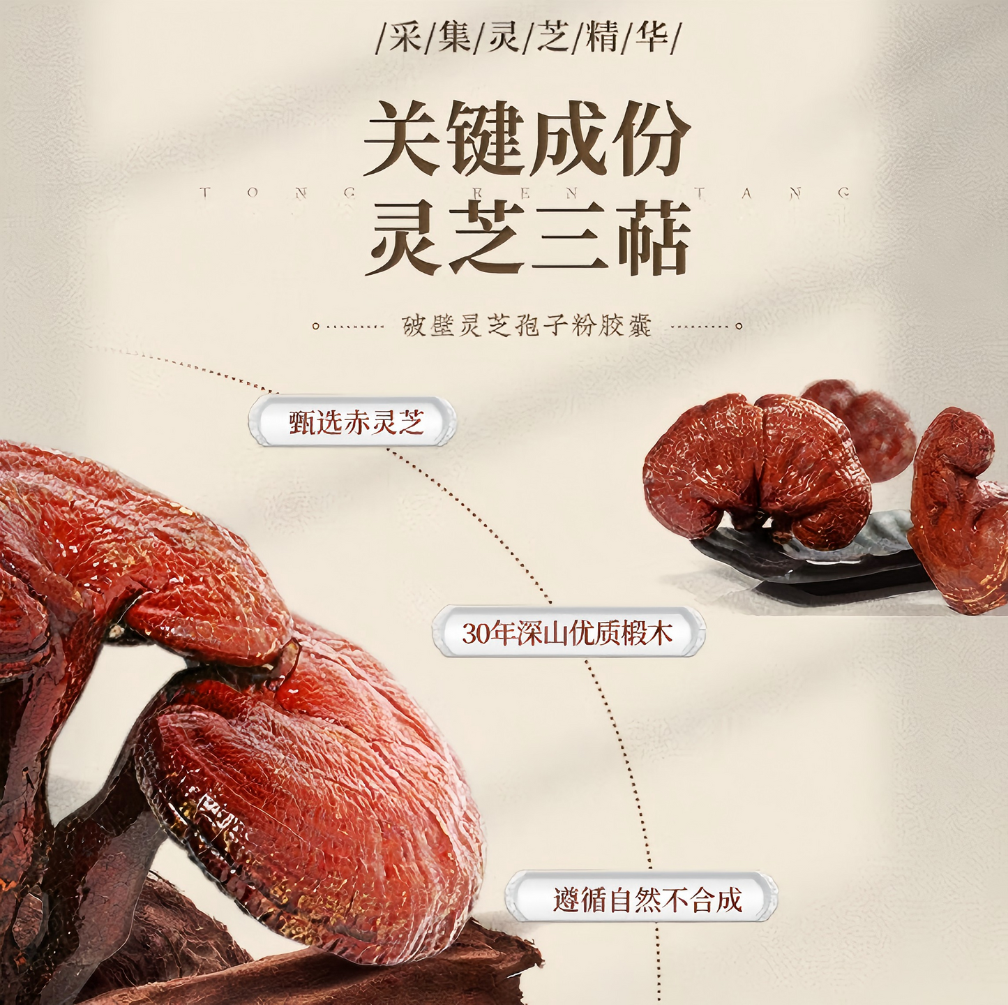 破壁灵芝孢子粉胶囊 Cracked Ganoderma Lucidum Spore Powder Capsules 增强免疫