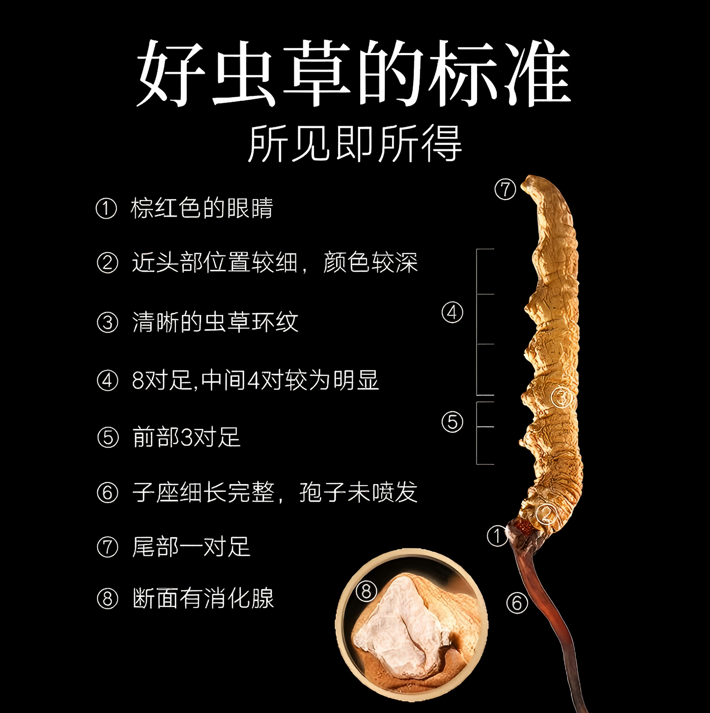 冬虫夏草-50/6克 高海拔地区精选虫草高端礼盒  强身延年