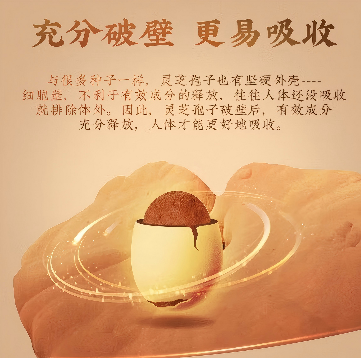 破壁灵芝孢子粉胶囊 Cracked Ganoderma Lucidum Spore Powder Capsules 增强免疫