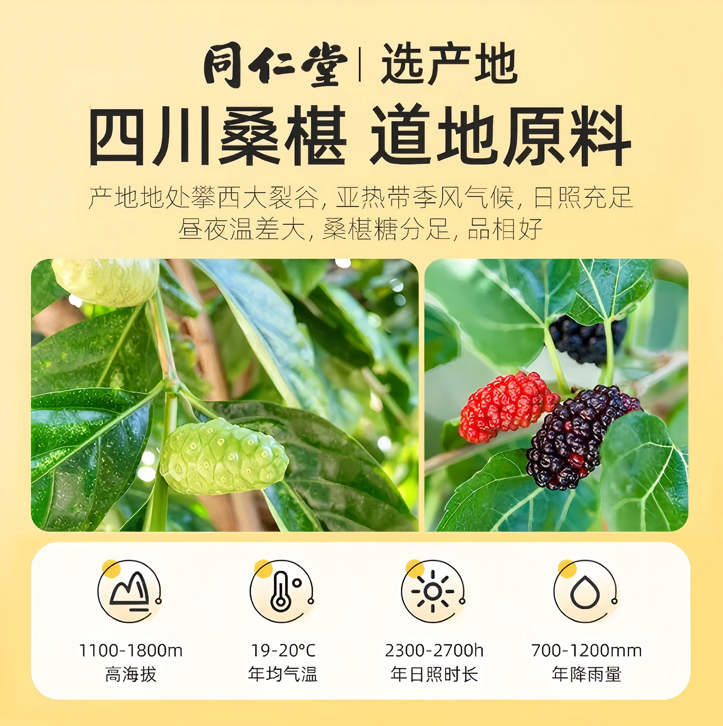 北京同仁堂 桑葚200g 桑葚干 黑桑椹干 免洗干果 滋阴补肾 熬夜